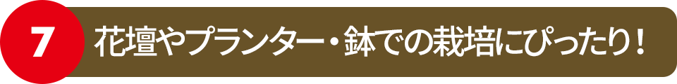 花壇やプランター・鉢での栽培にぴったり！