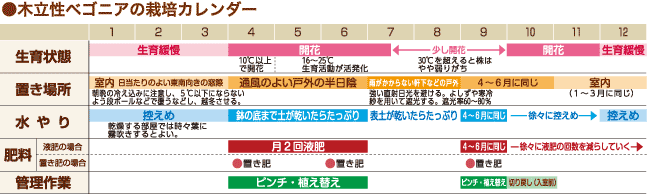 木立性ベゴニアの魅力 種 苗 球根 ガーデニング用品 農業資材の通販サイト タキイネット通販