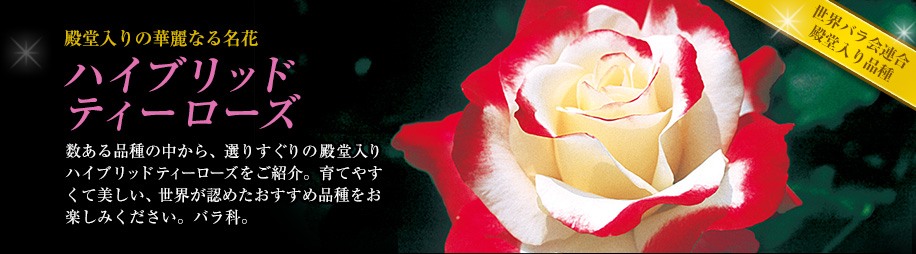 ảؗȂ閼 nCubheB[[Y