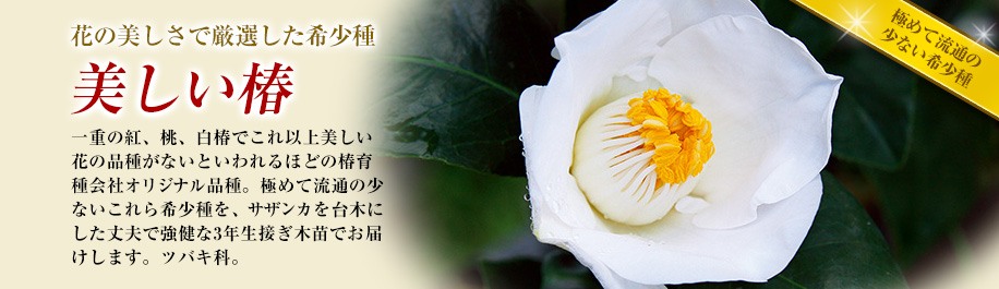 Ԃ̔ŌI󏭎 