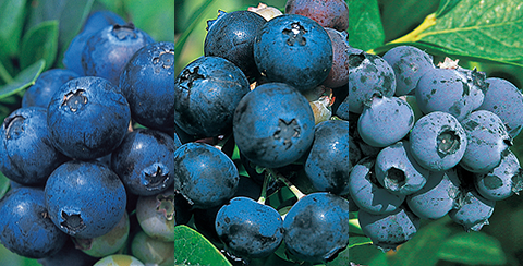 ブルーベリーの品種を上手に使い分けよう 種 苗 球根 ガーデニング用品 農業資材の通販サイト タキイネット通販