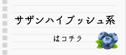 サザンハイブッシュ系はコチラ