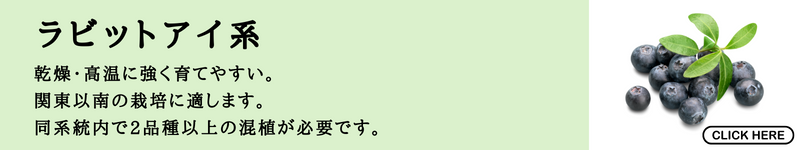 ラビットアイ系