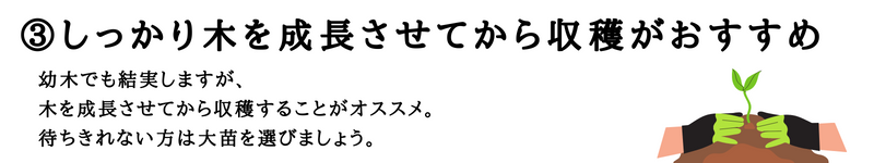 しっかり木を成長させてから収穫がおすすめ