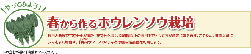 葉根菜のトウ立ちはなぜ起こる タキイネット通販