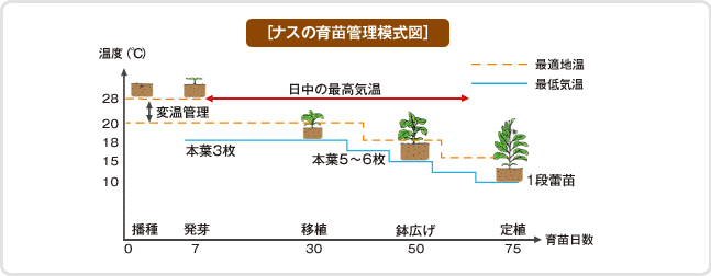 初めての育苗 種 苗 球根 ガーデニング用品 農業資材の通販サイト タキイネット通販