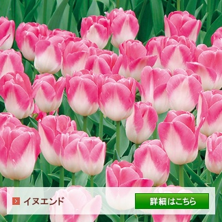 チューリップ・百合セレクション | 種・苗・球根・ガーデニング用品