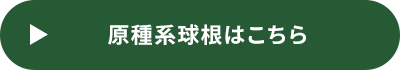 原種系球根はこちら