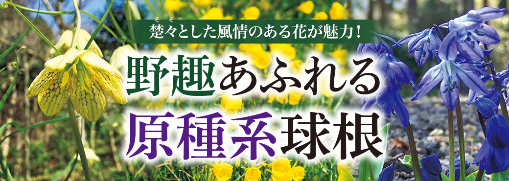 野趣あふれる原種系球根