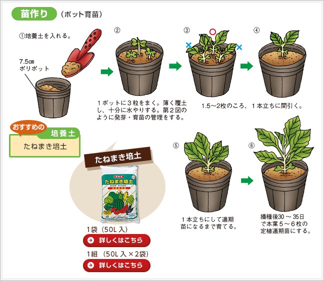 苗作り