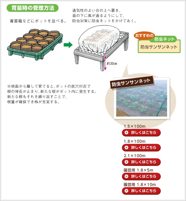 育苗時の管理方法