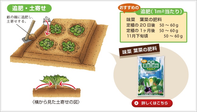 追肥・土寄せ