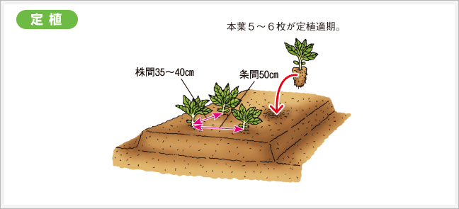 定植