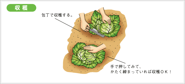 収穫