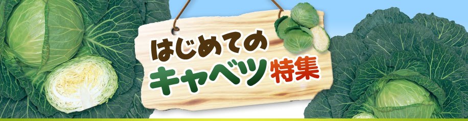 はじめてのキャベツ特集