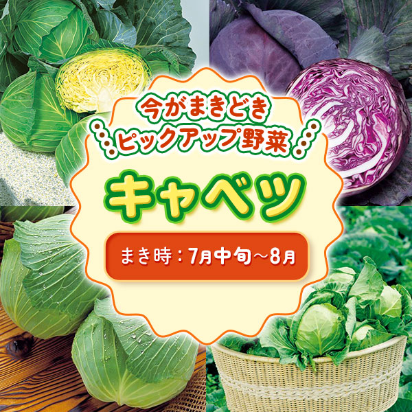 ピックアップ野菜　キャベツ