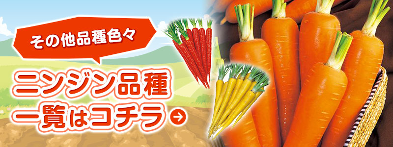 その他品種色々 ニンジン品種一覧はコチラ