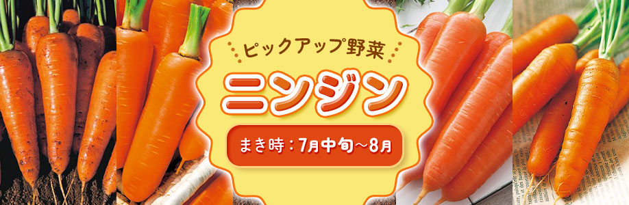 ピックアップ野菜　ニンジン