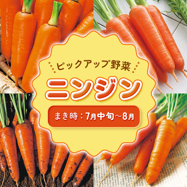 ピックアップ野菜　ニンジン