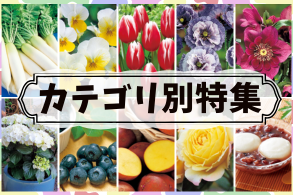 カテゴリ特集