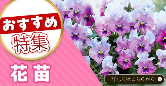 花苗