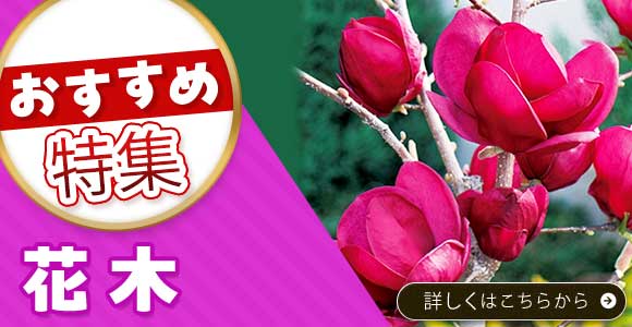 花木