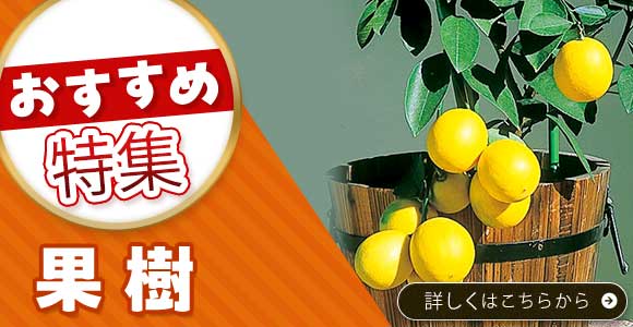 果樹