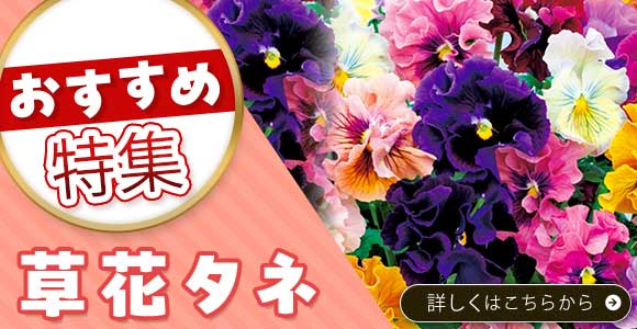 草花タネ
