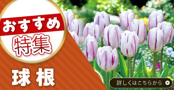 球根