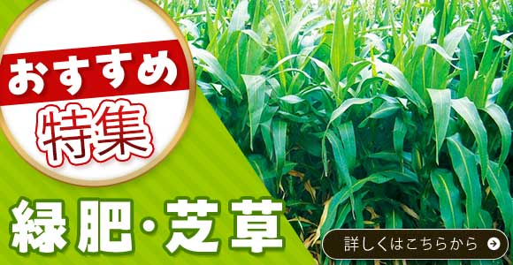 芝