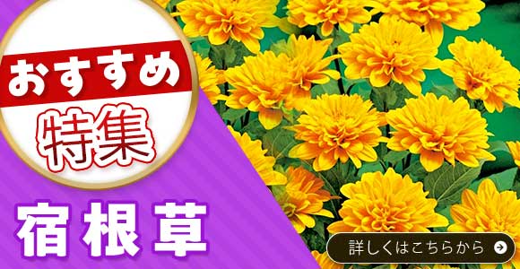 宿根