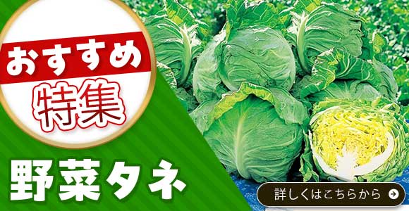 野菜タネ