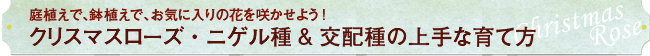 AŁAAŁACɓ̉Ԃ炩悤!NX}X[YEjQ&z̏Ȉĕ