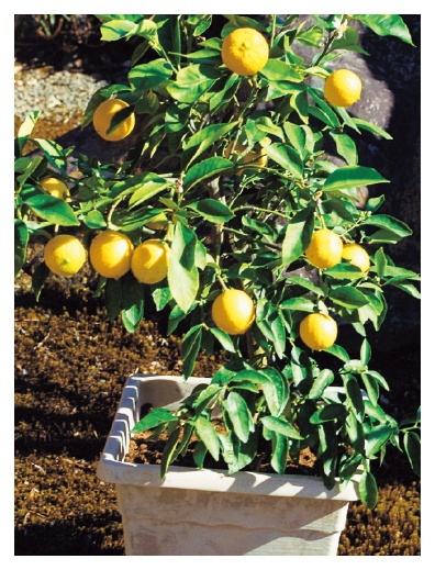 家庭で育ててみたい個性派柑橘 | 種・苗・球根・ガーデニング用品