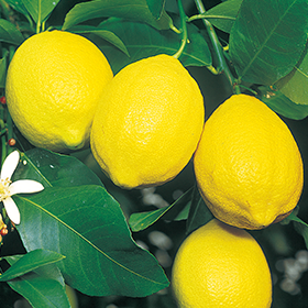 レモン ライムを育てよう 種 苗 球根 ガーデニング用品 農業資材の通販サイト タキイネット通販