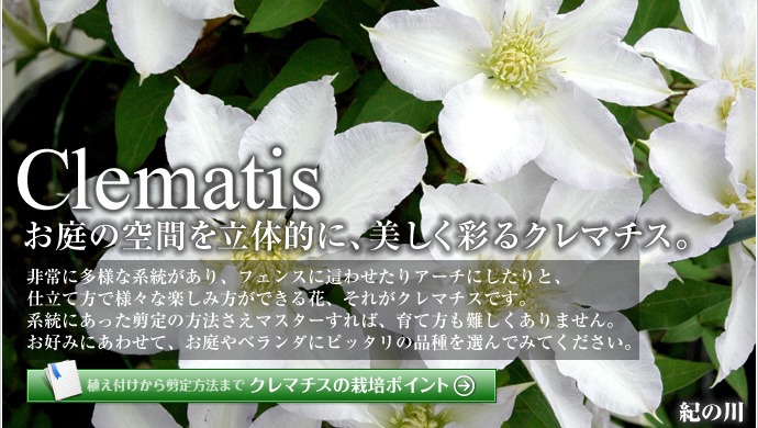 クレマチス特集 | 種・苗・球根・ガーデニング用品・農業資材の通販