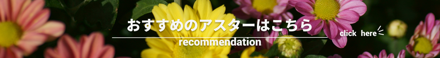 アスター