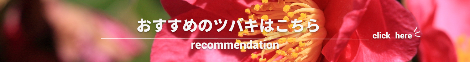 ツバキ
