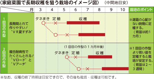家庭菜園で長期収穫を狙う栽培のイメージ図