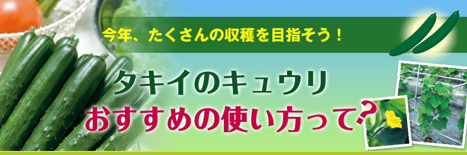 タキイのキュウリ　おすすめの使い方って？