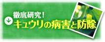 徹底研究！キュウリの病害と防除