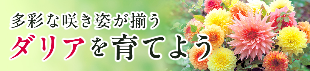 多彩な咲き姿が揃う ダリアを育てよう
