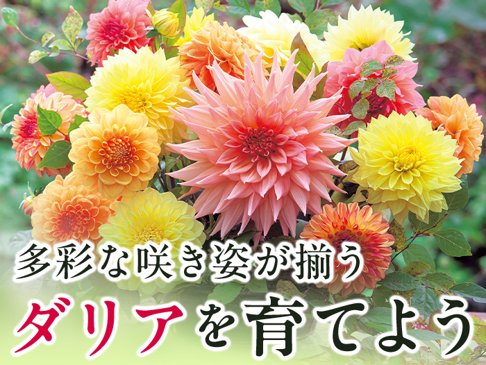 多彩な咲き姿が揃う ダリアを育てよう