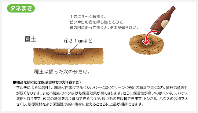 タネまき