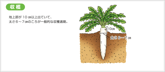 収穫
