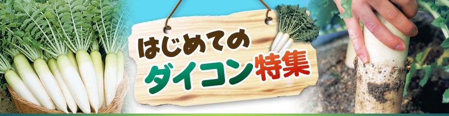はじめてのダイコン特集