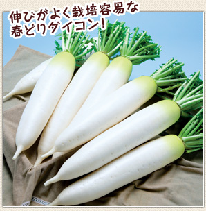 Lт悭͔|eՂȏtǂ_CRI