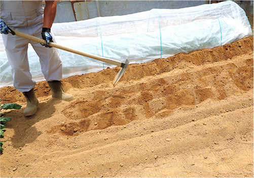 タネまきの前に土壌pHを調整する。元肥を入れ、しっかりと耕す。