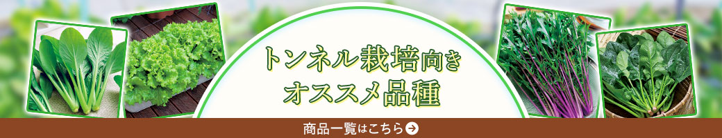 トンネル栽培向きオススメ品種はこちら