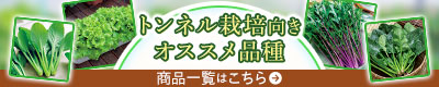 トンネル栽培向きオススメ品種はこちら